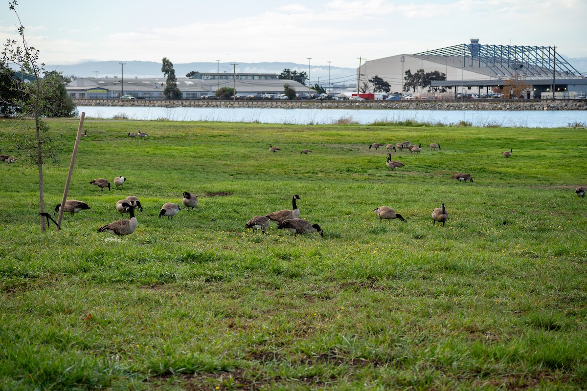 Barnacla Canadiense Grande - ML645251944