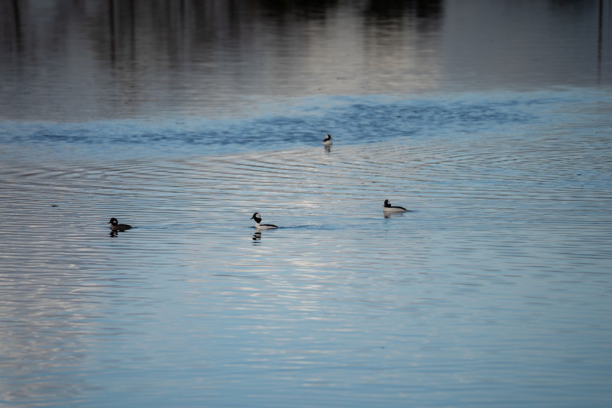 Гоголь-головастик - ML645251947