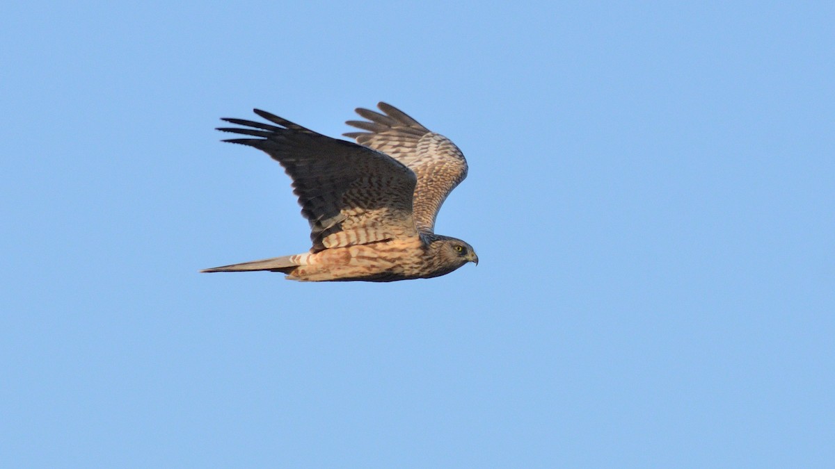 Eastern Marsh Harrier - ML645251952