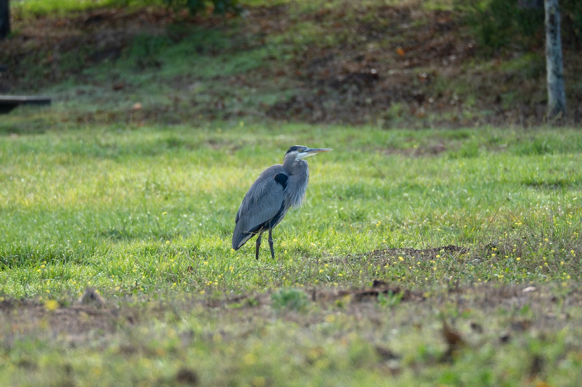 Great Blue Heron - ML645251960