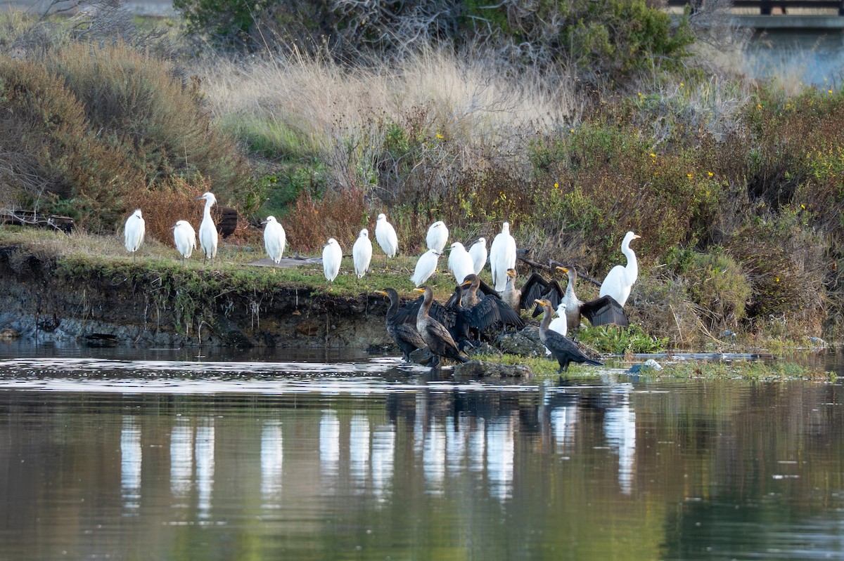 Cormoran à aigrettes - ML645251973
