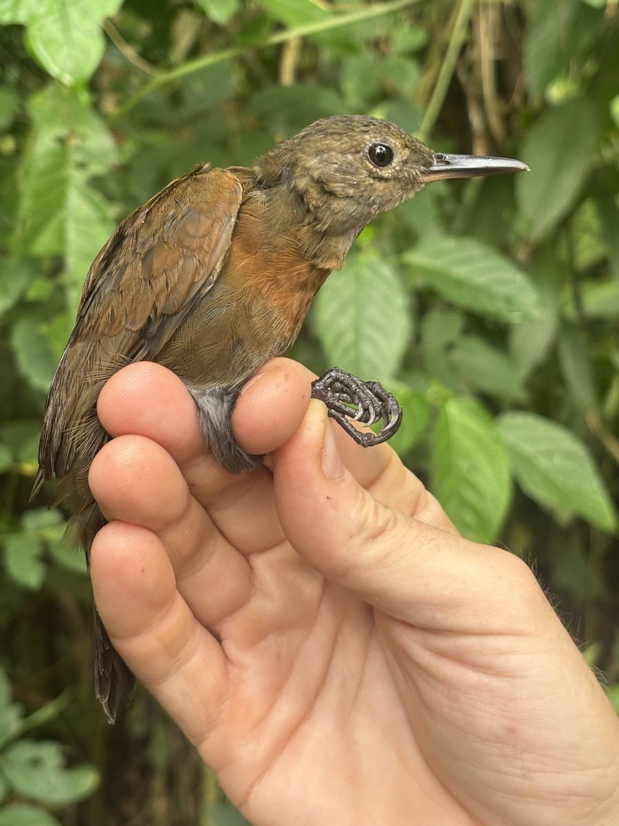 Gray-throated Leaftosser - ML645251995