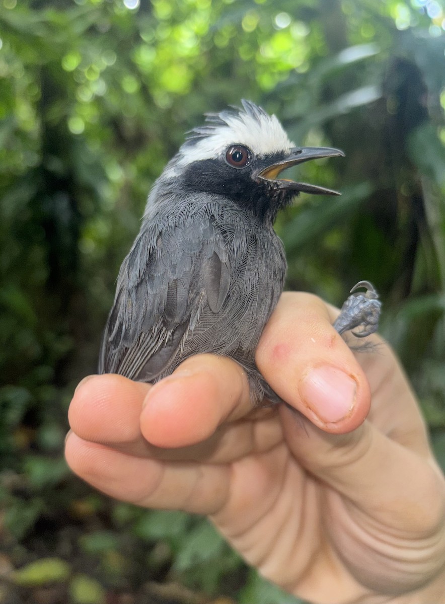 White-browed Antbird - ML645251999