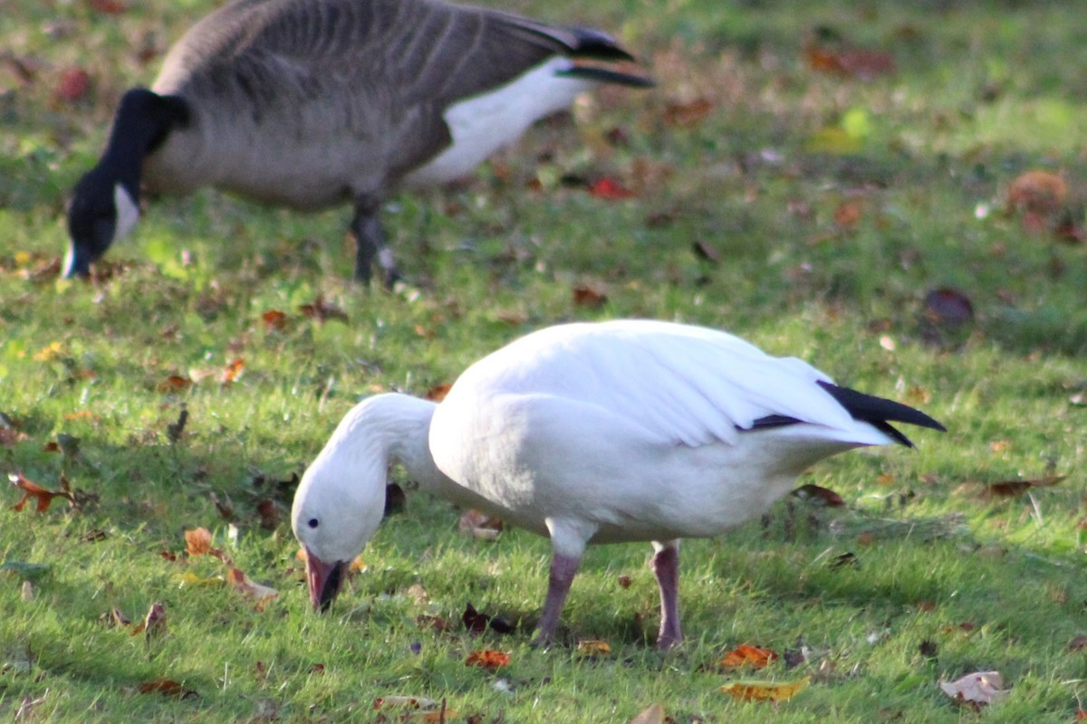 Snow Goose - ML645252007