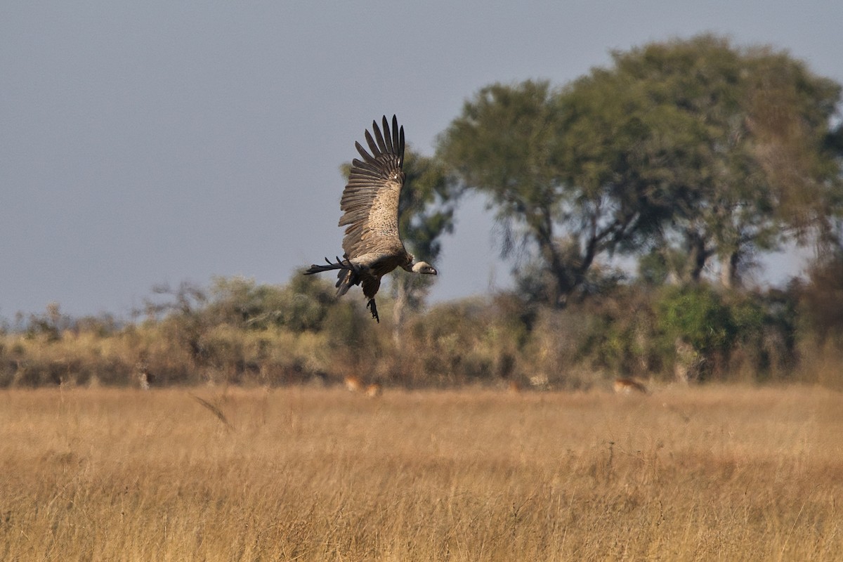 White-backed Vulture - ML645252008