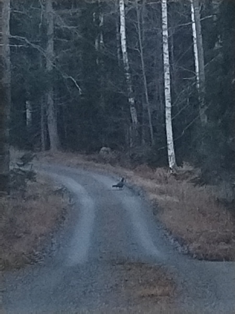 Western Capercaillie - ML645252009