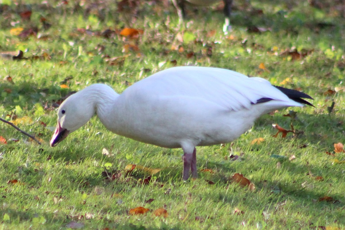 Snow Goose - ML645252010