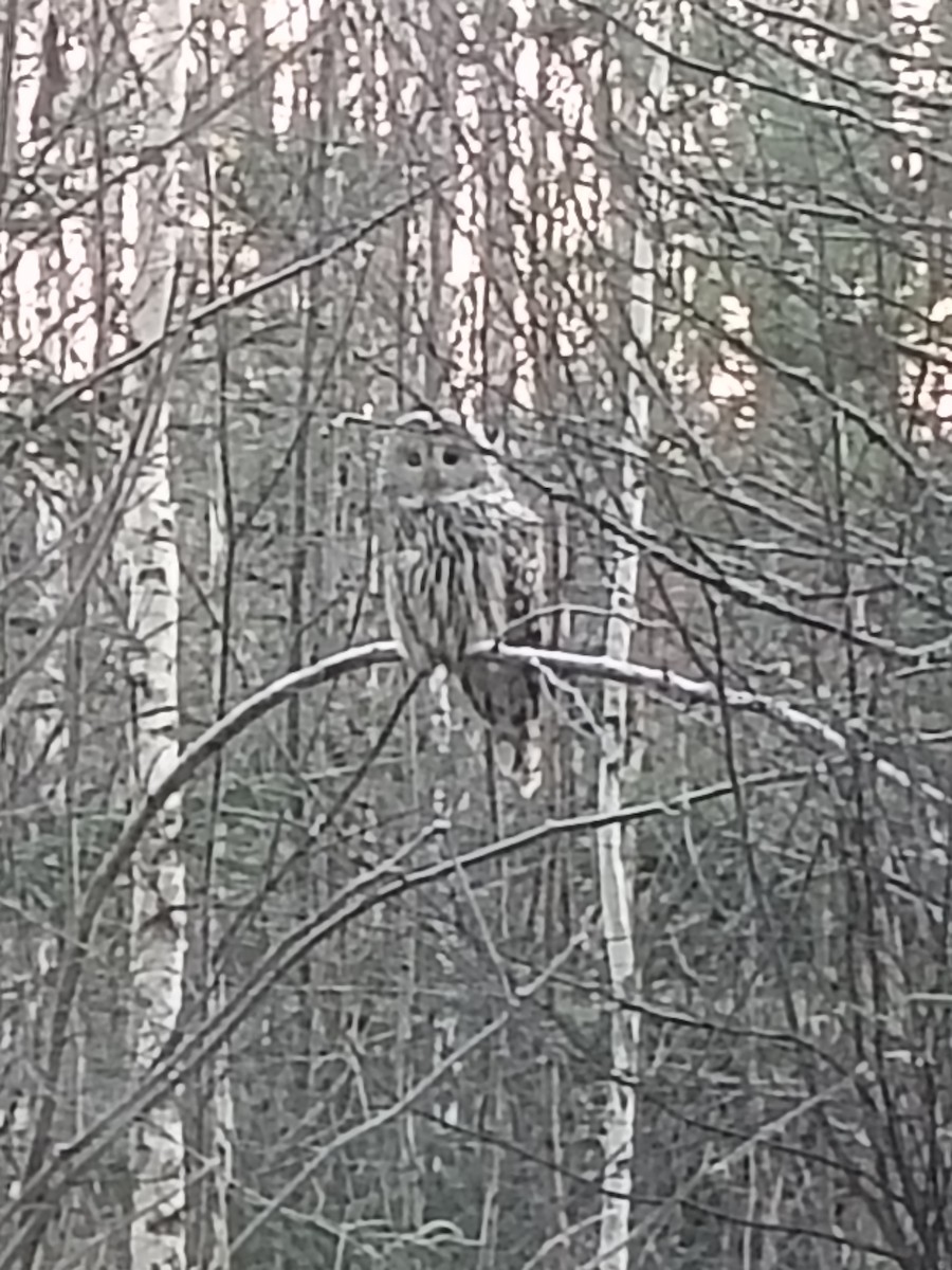 Ural Owl - ML645252013