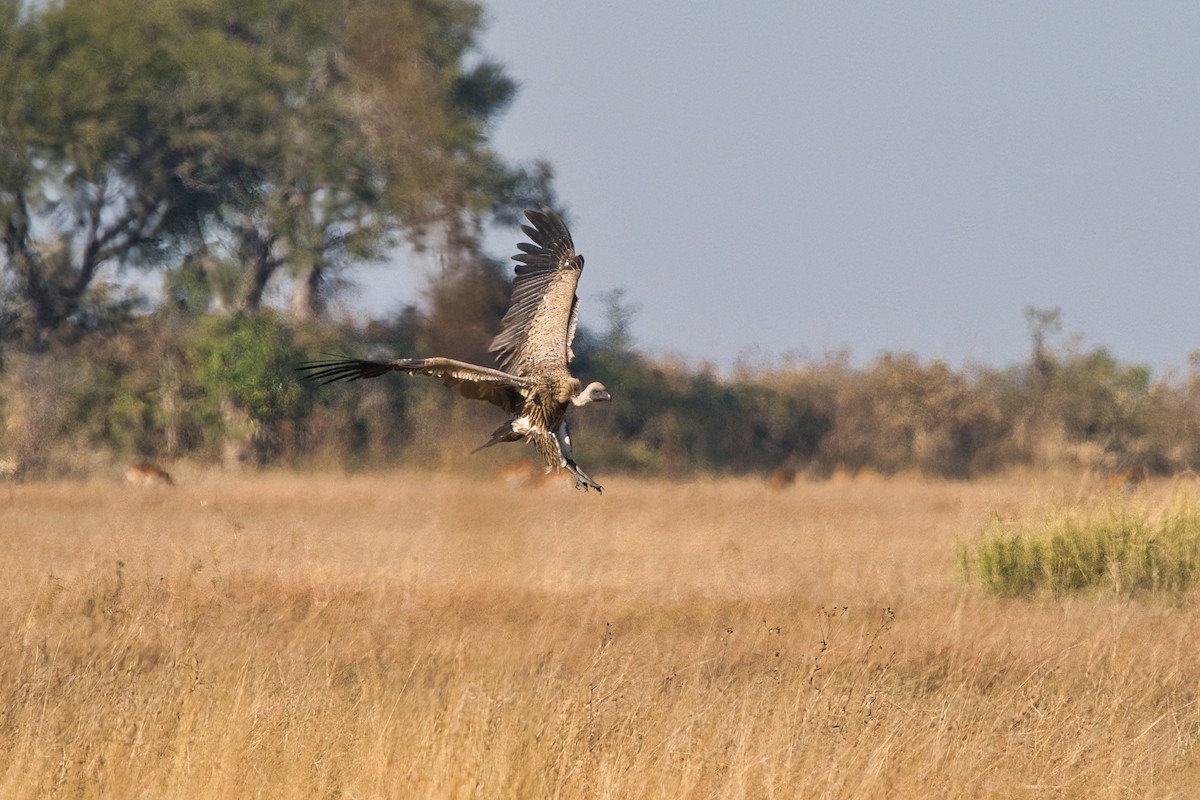 White-backed Vulture - ML645252014