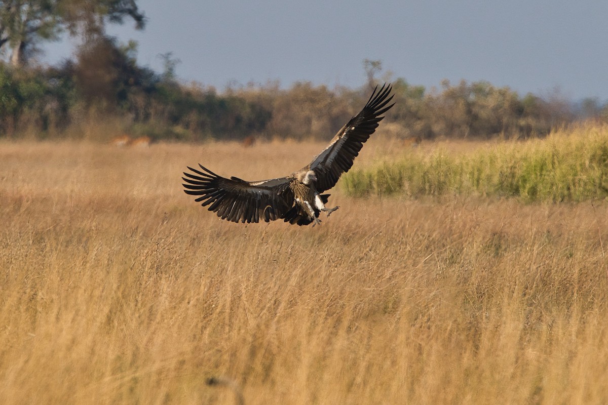 White-backed Vulture - ML645252020