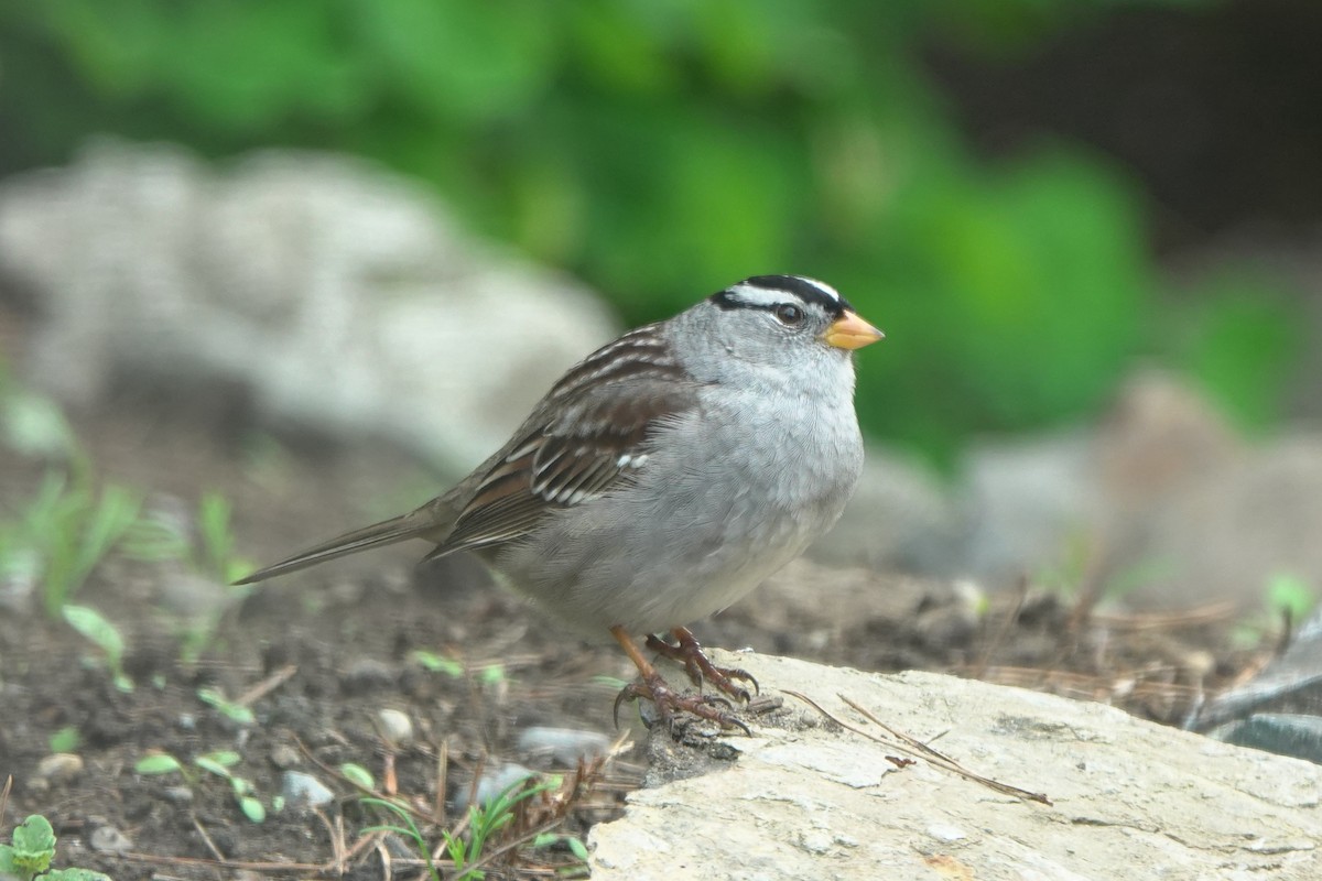 White-crowned Sparrow (Gambel's) - ML645252023
