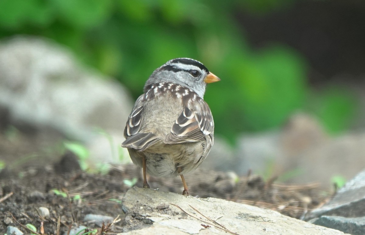 White-crowned Sparrow (Gambel's) - ML645252024