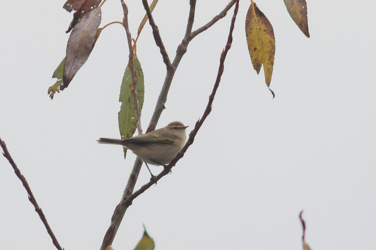 Common Chiffchaff - ML645252025