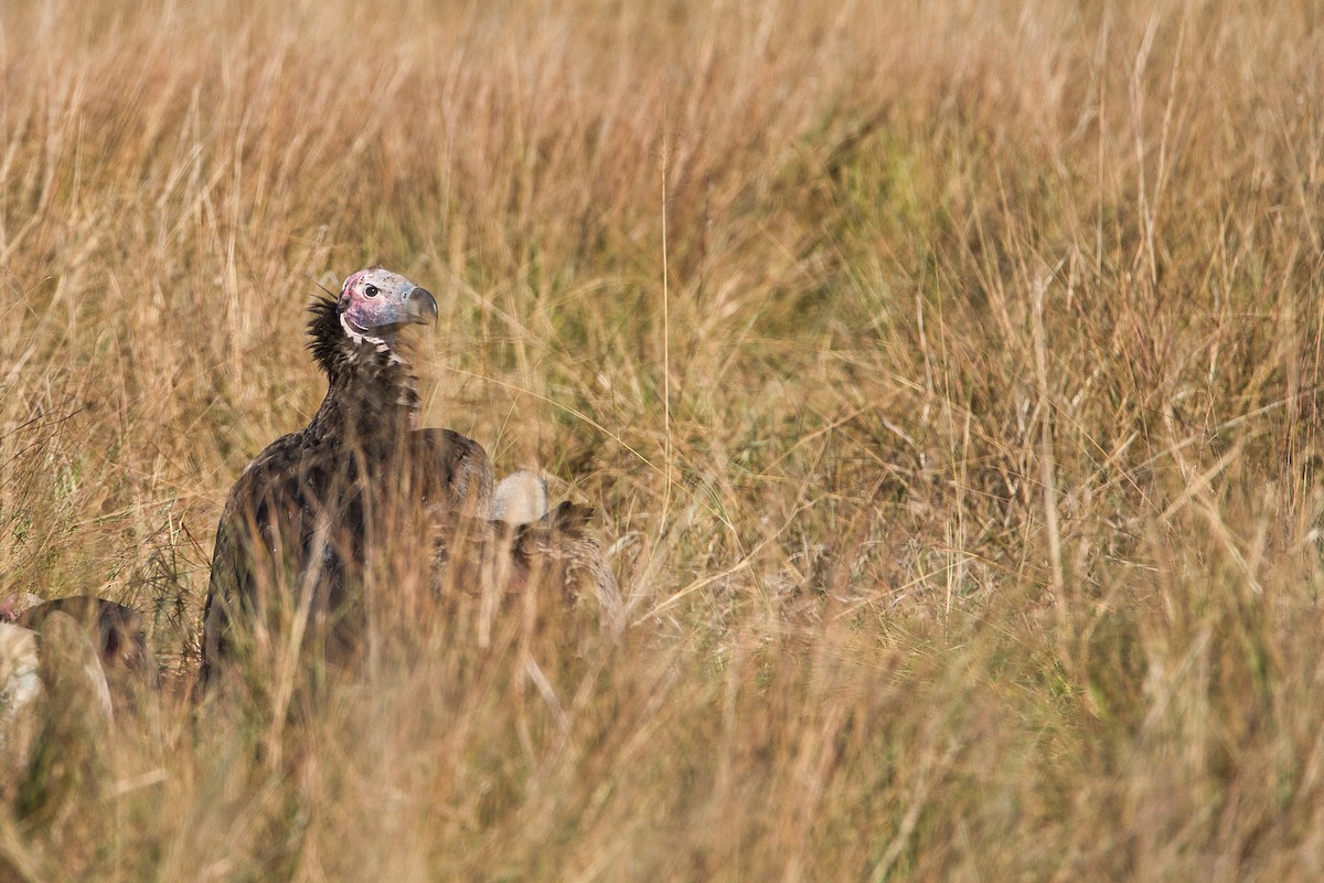 Lappet-faced Vulture - ML645252040