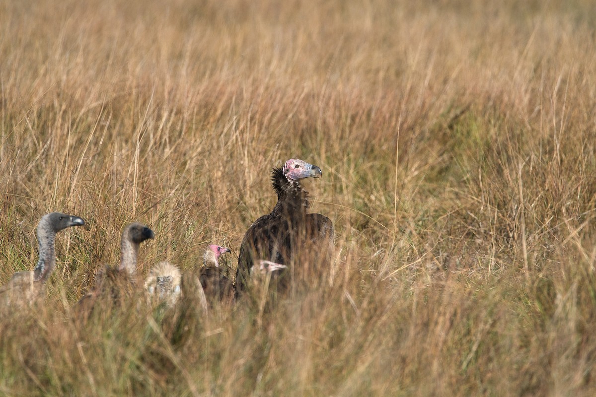 Lappet-faced Vulture - ML645252041