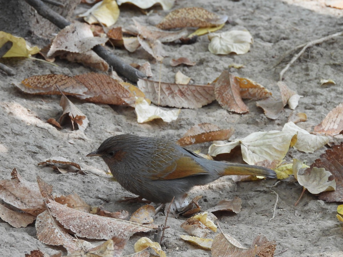 Garrulaxe barré - ML645252084