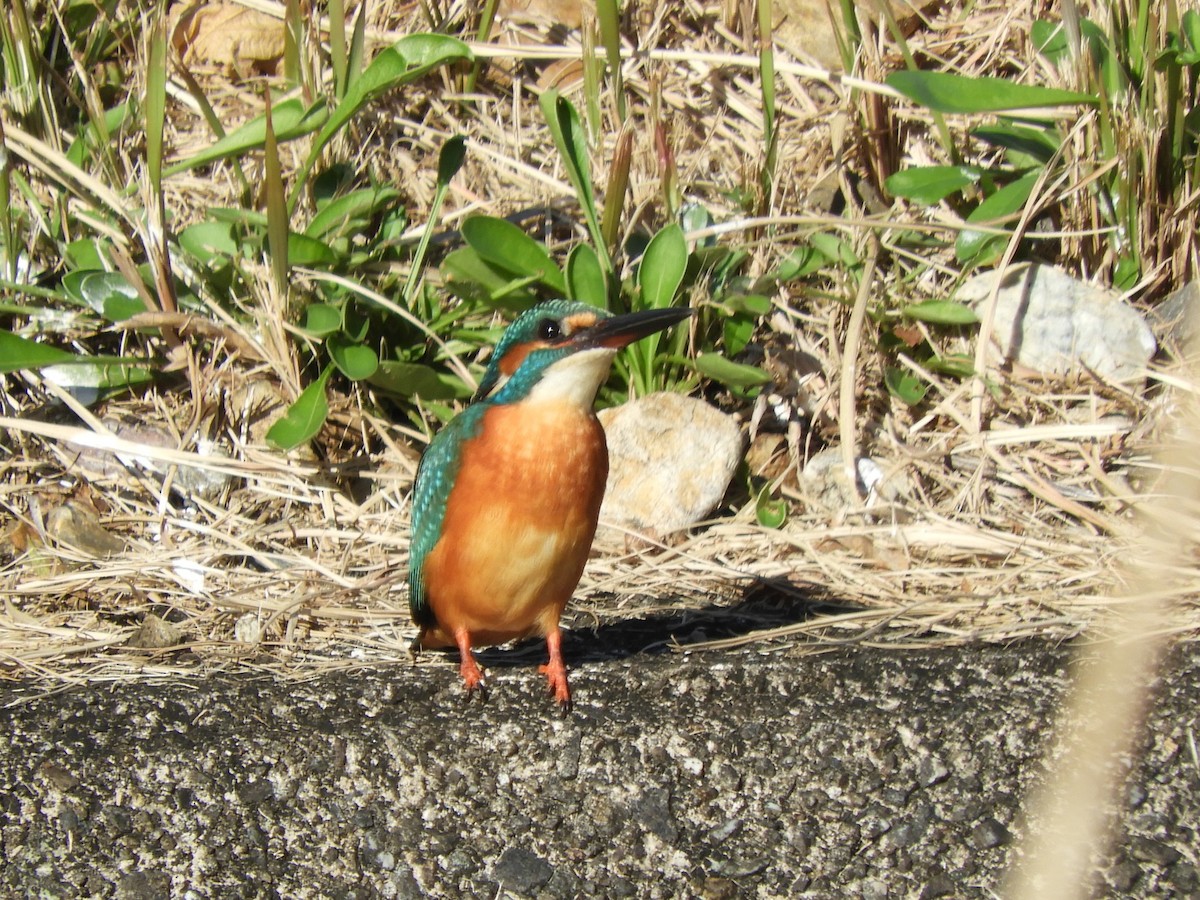 Common Kingfisher - ML645252091
