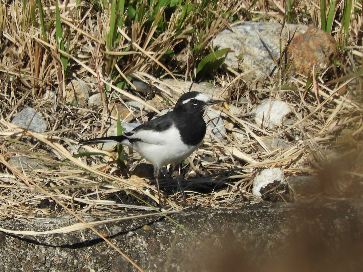 Japanese Wagtail - ML645252099