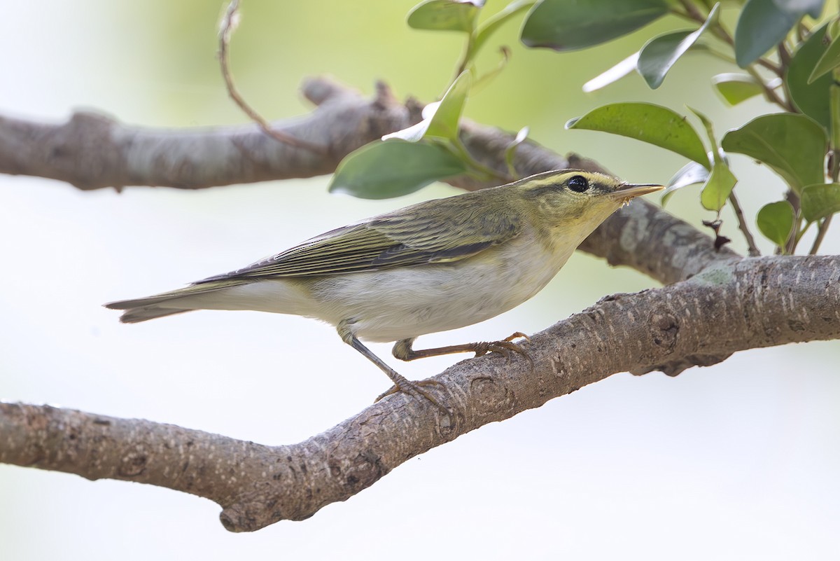 Пеночка-трещотка - ML645252100