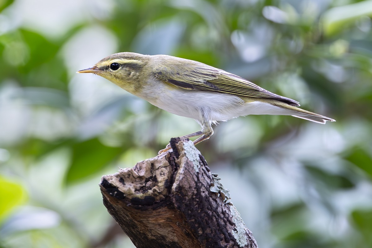 Пеночка-трещотка - ML645252101