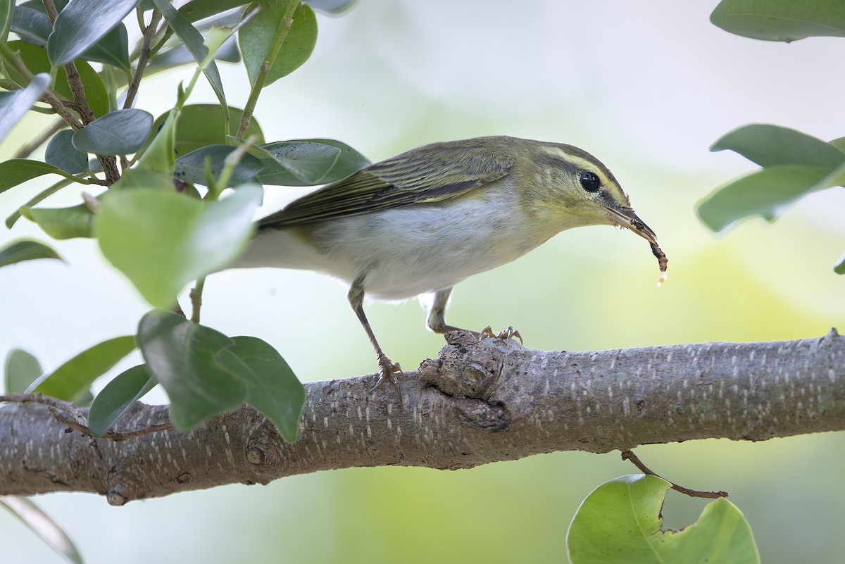 Пеночка-трещотка - ML645252102