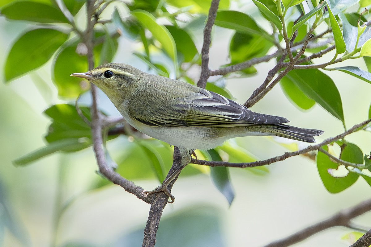 Пеночка-трещотка - ML645252103