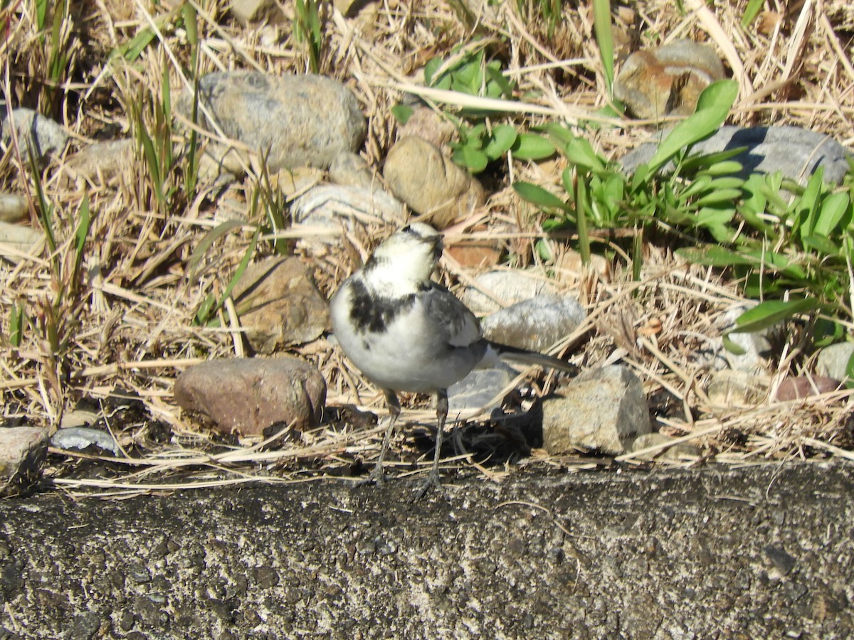White Wagtail - ML645252104
