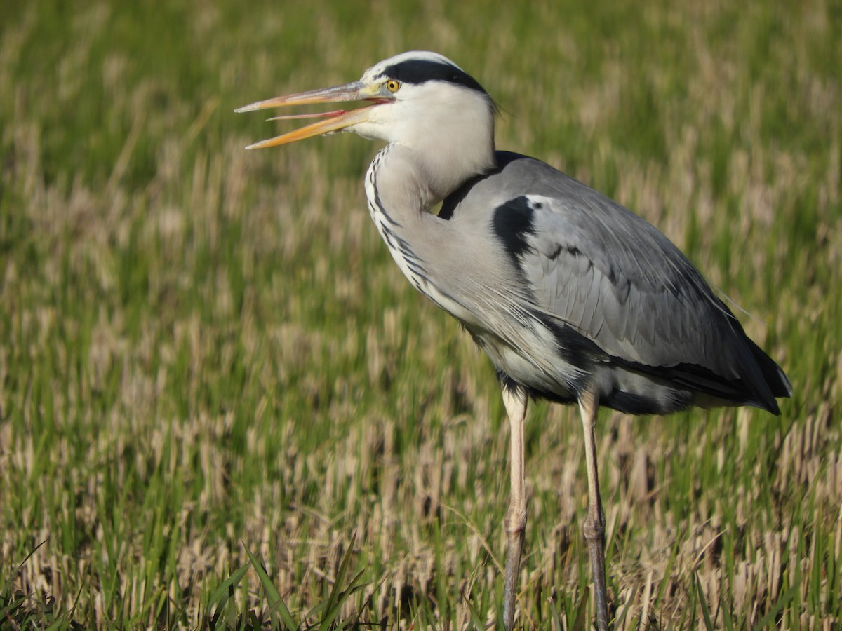 Gray Heron - ML645252118