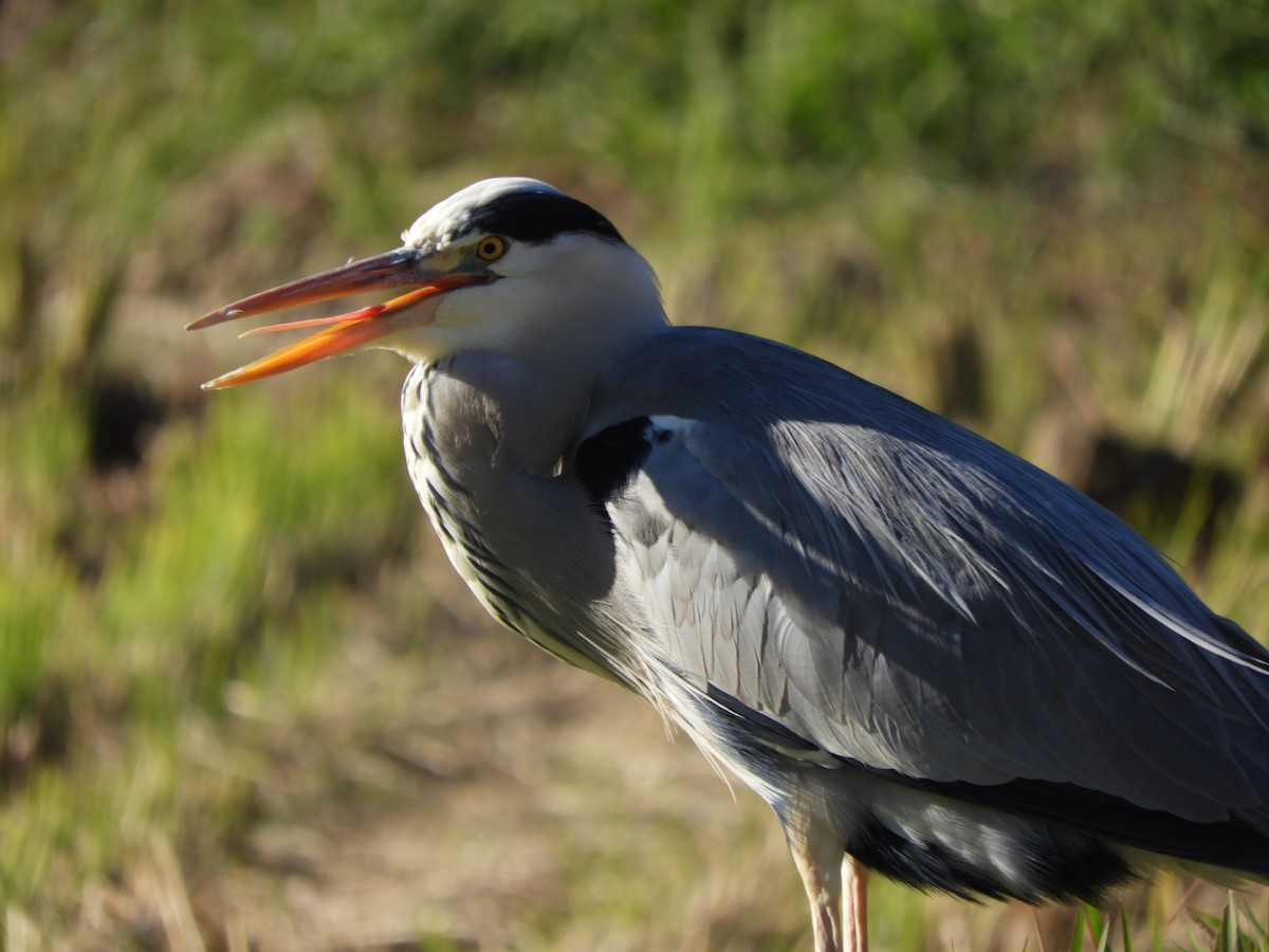 Gray Heron - ML645252119