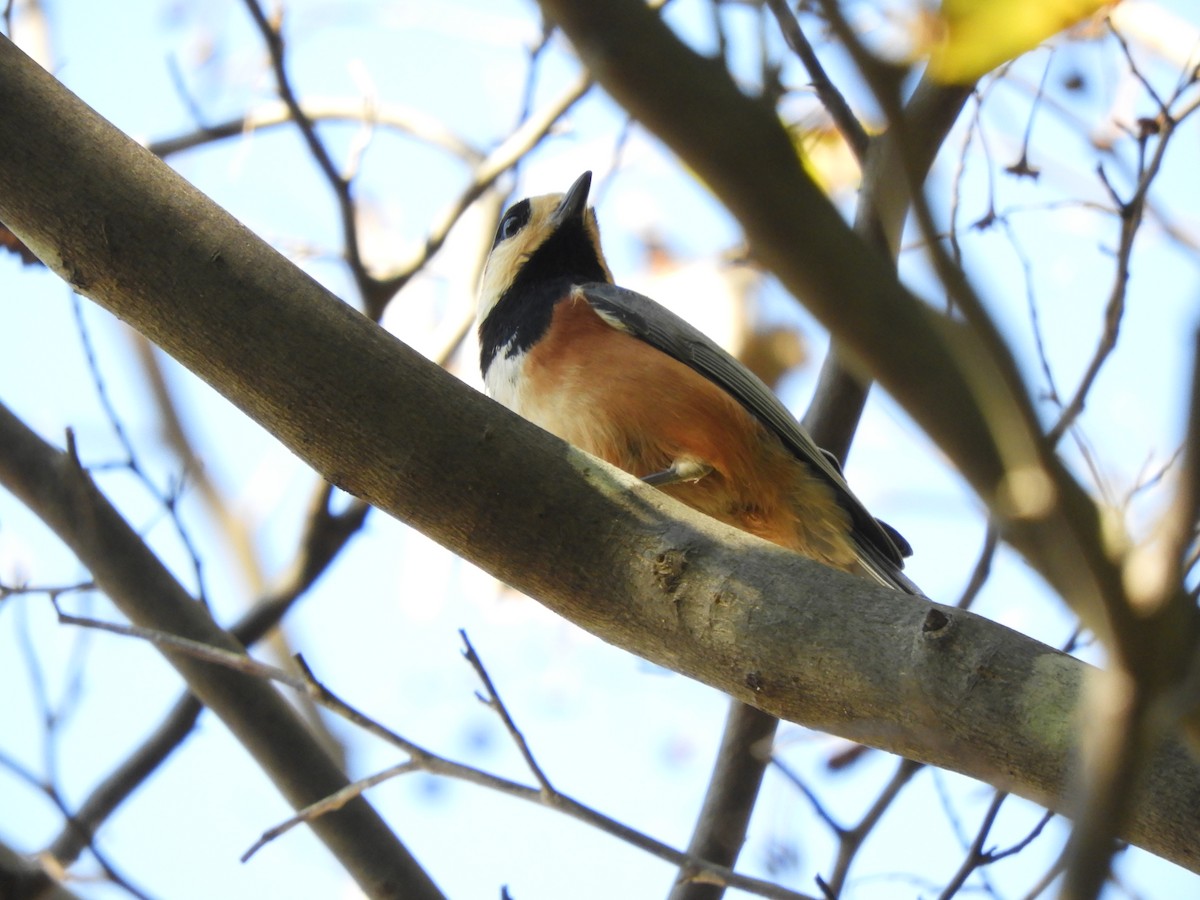 Varied Tit - ML645252124