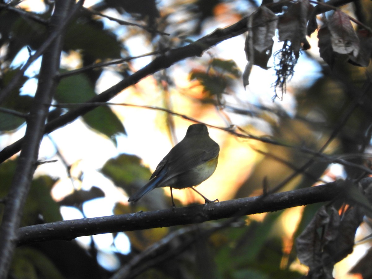 Red-flanked Bluetail - ML645252126