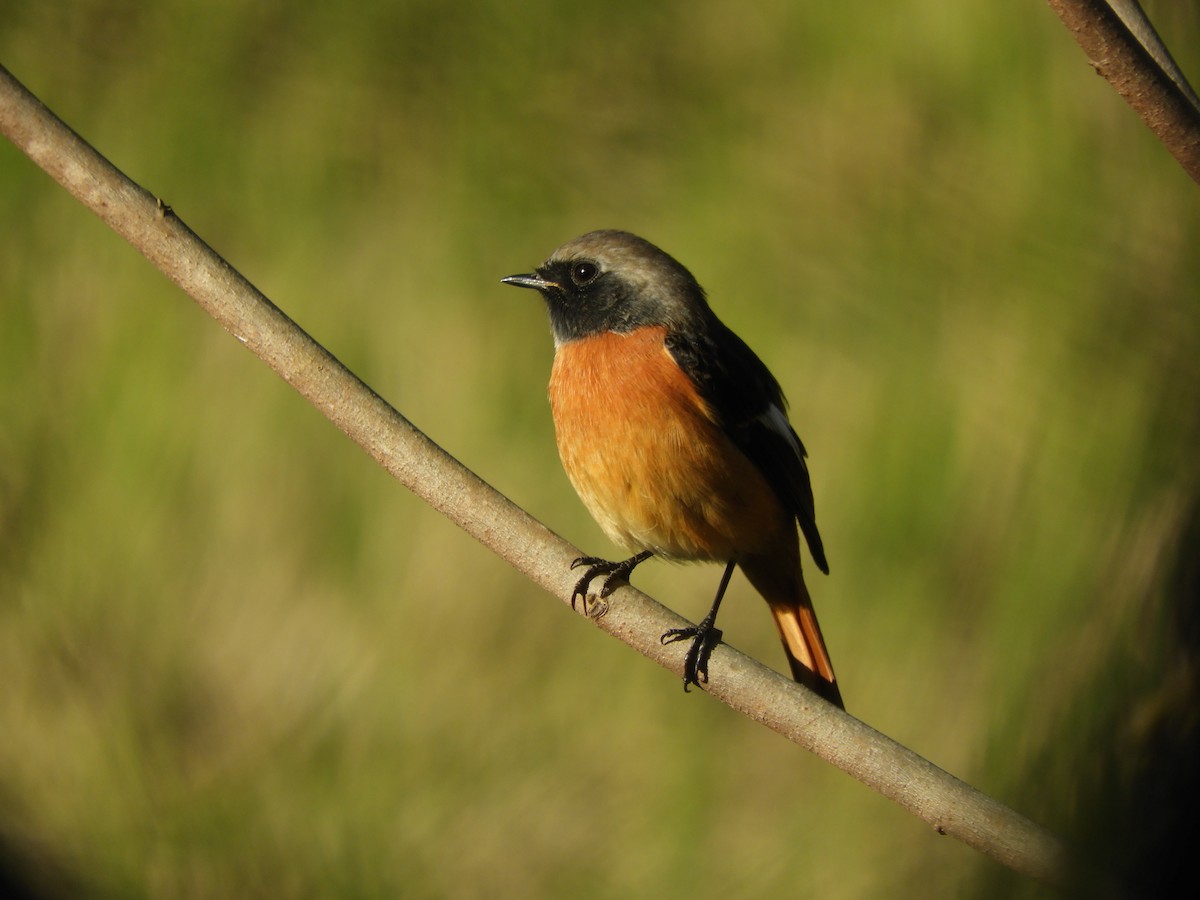Daurian Redstart - ML645252129