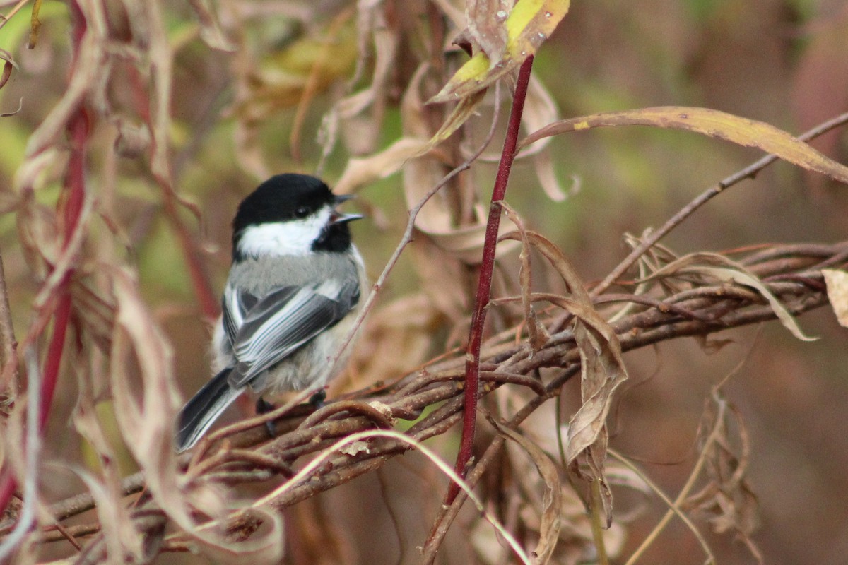 Black-capped Chickadee - ML645252136