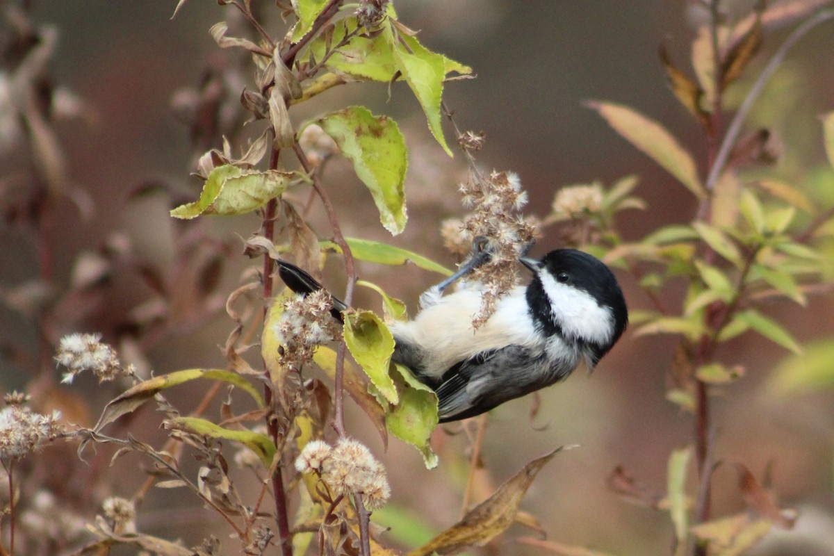 Black-capped Chickadee - ML645252140
