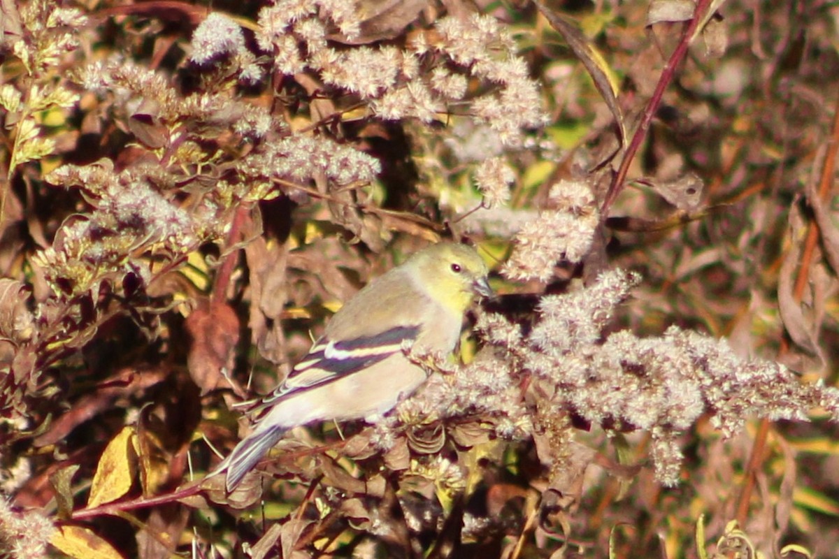 American Goldfinch - ML645252145