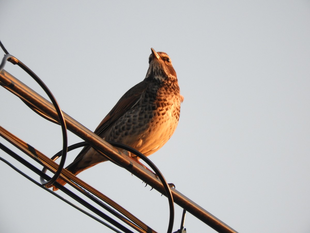 Dusky Thrush - ML645252153