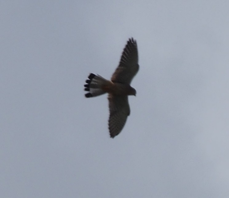 Lesser Kestrel - ML645252166