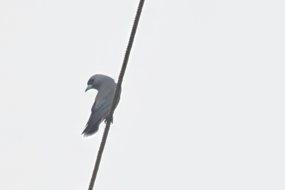 Ashy Woodswallow - ML645252171