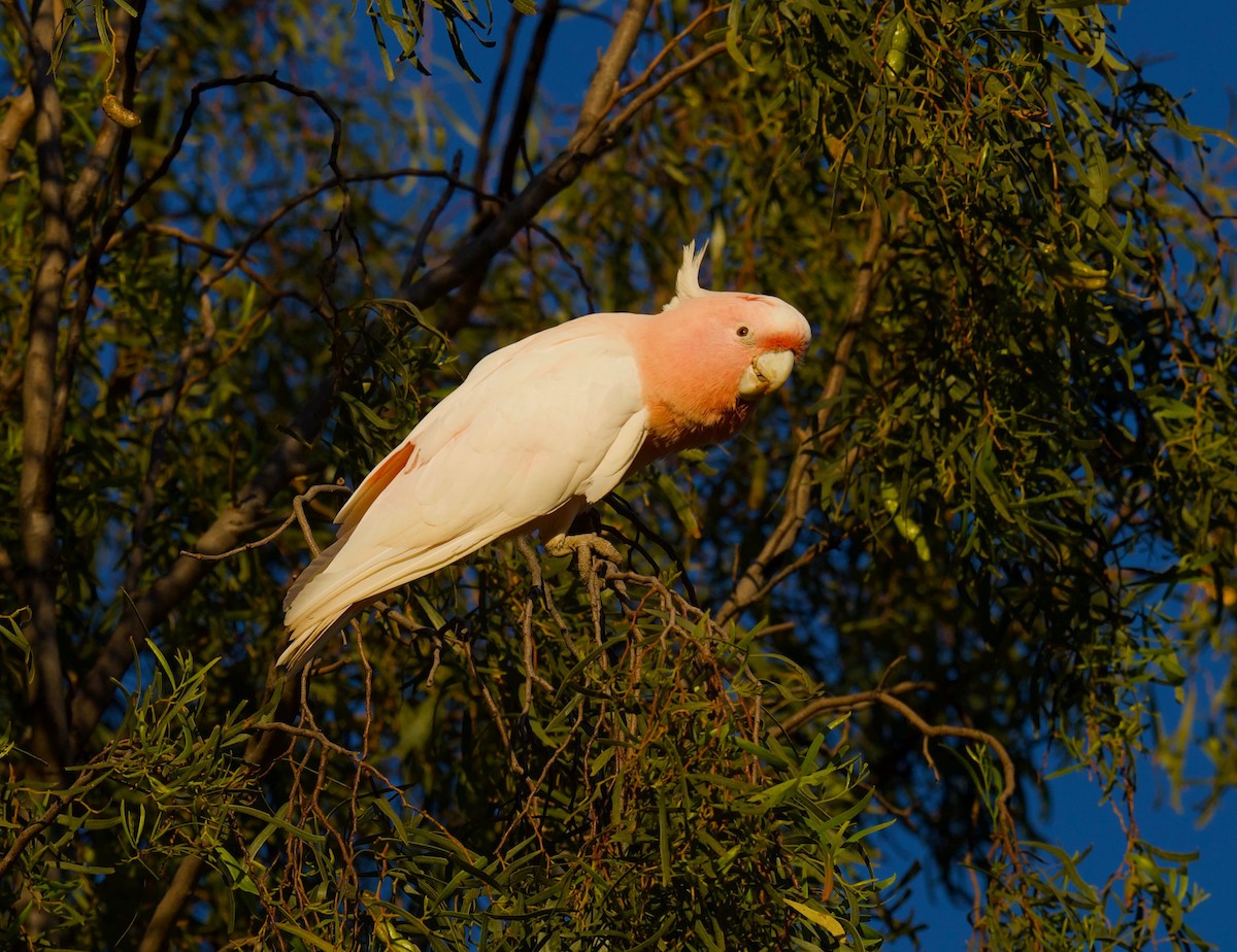 Pink Cockatoo - ML645252172