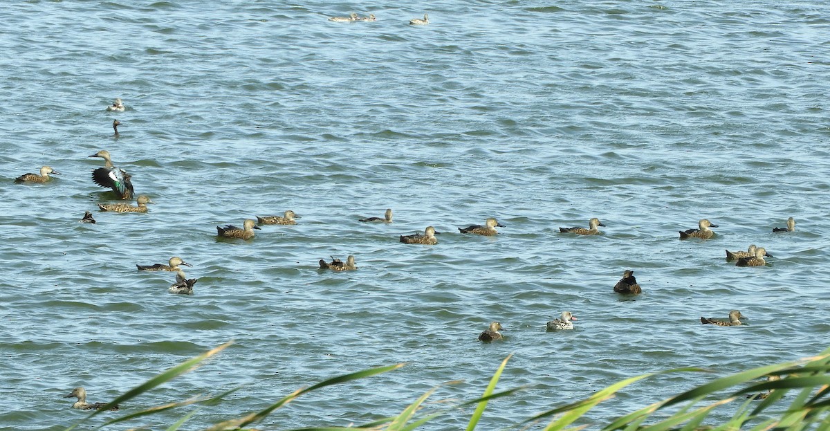 Cape Shoveler - ML645252176