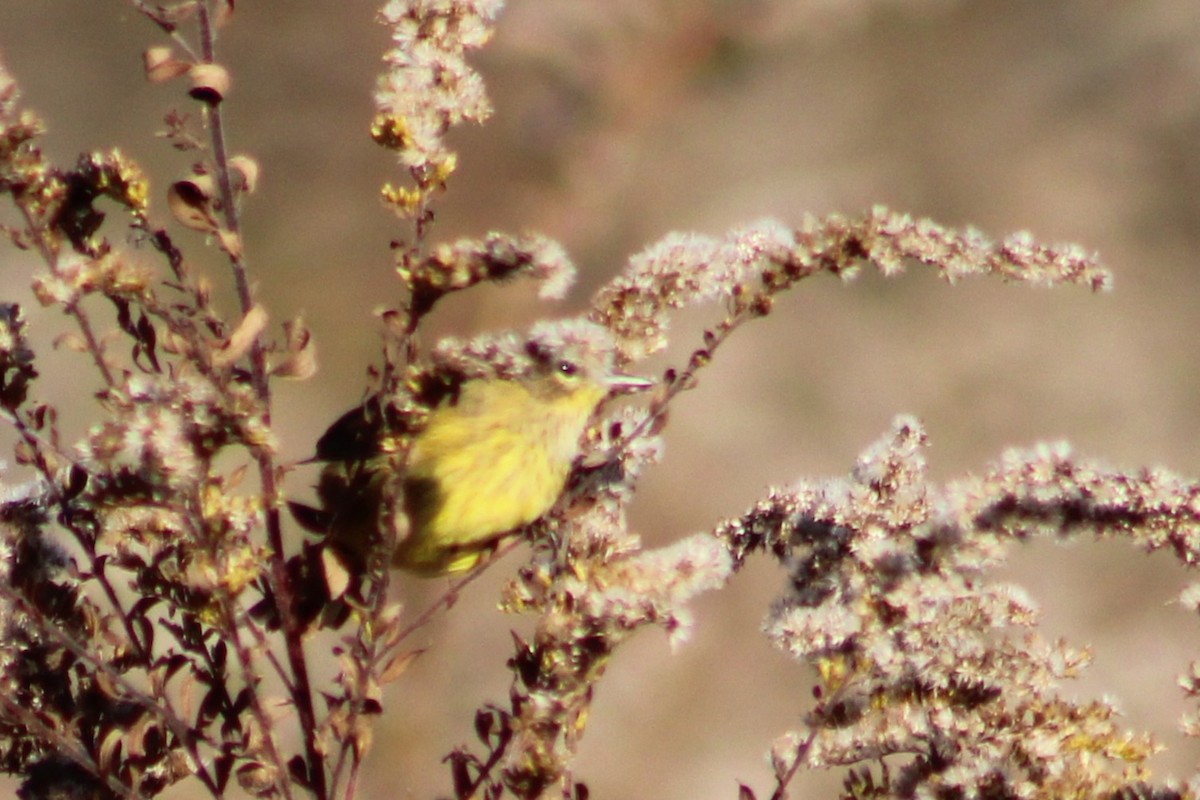 Palm Warbler (Yellow) - ML645252178