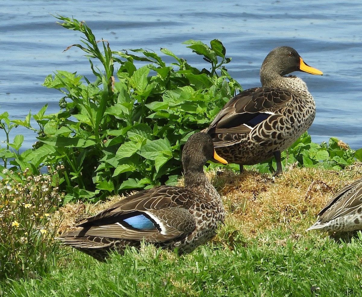 Yellow-billed Duck - ML645252181