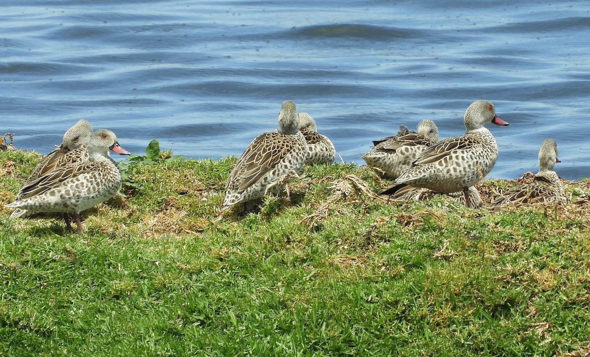 Cape Teal - ML645252185