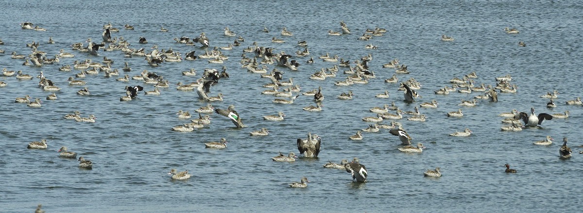 Cape Teal - ML645252186