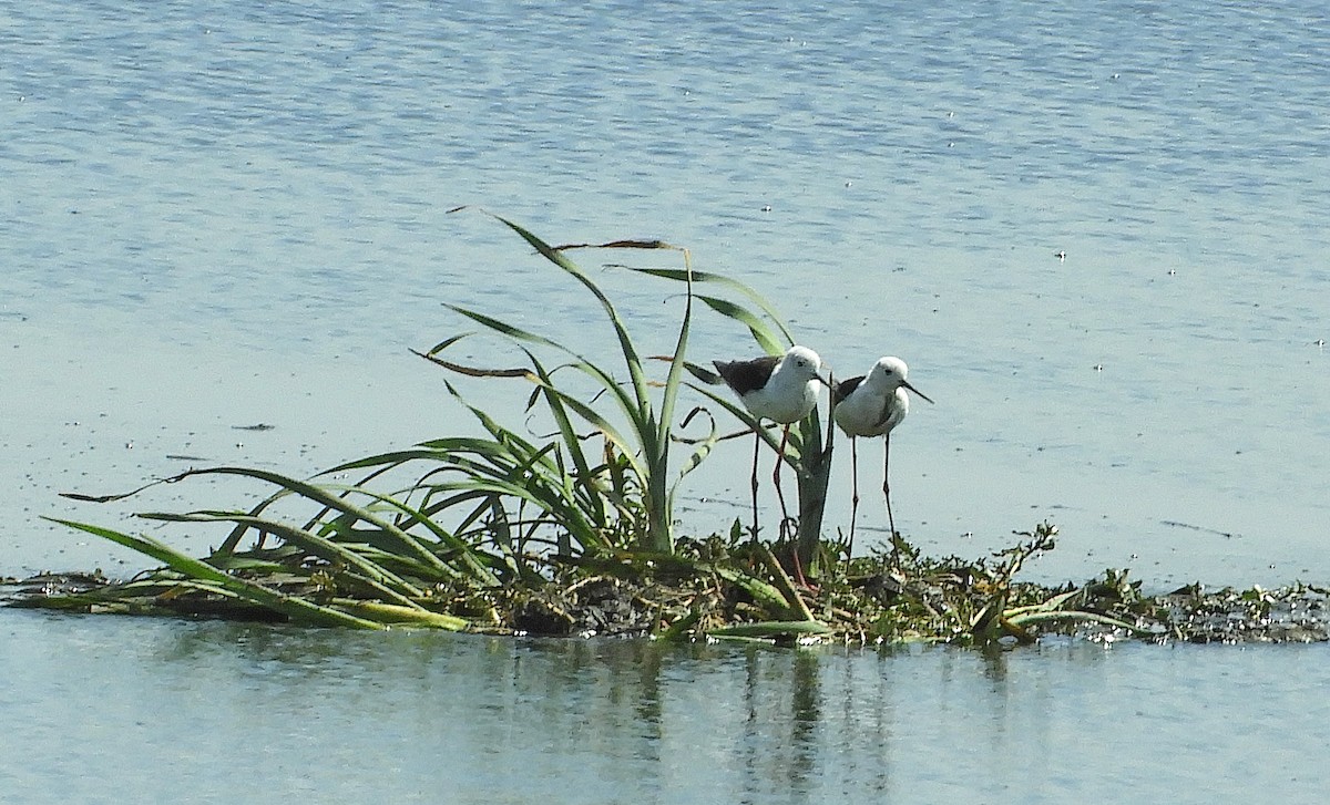 Black-winged Stilt - ML645252189