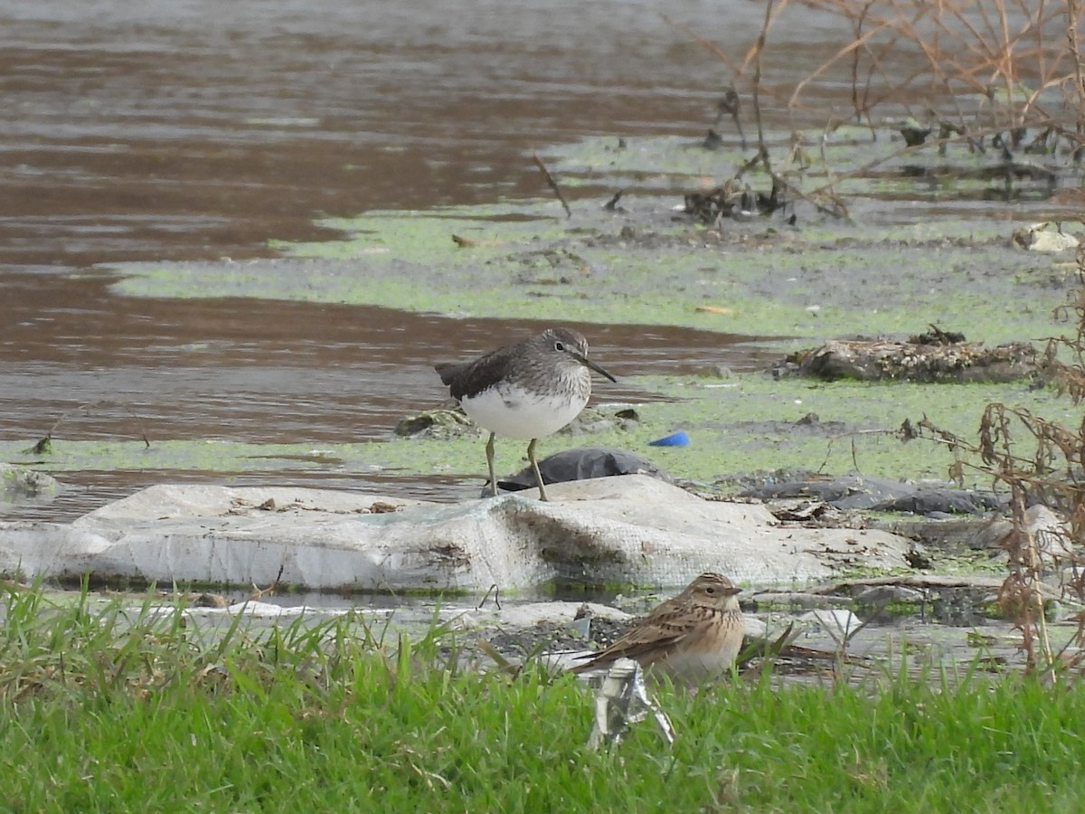 Green Sandpiper - ML645252190