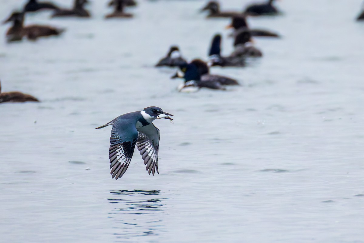 Belted Kingfisher - ML645252193