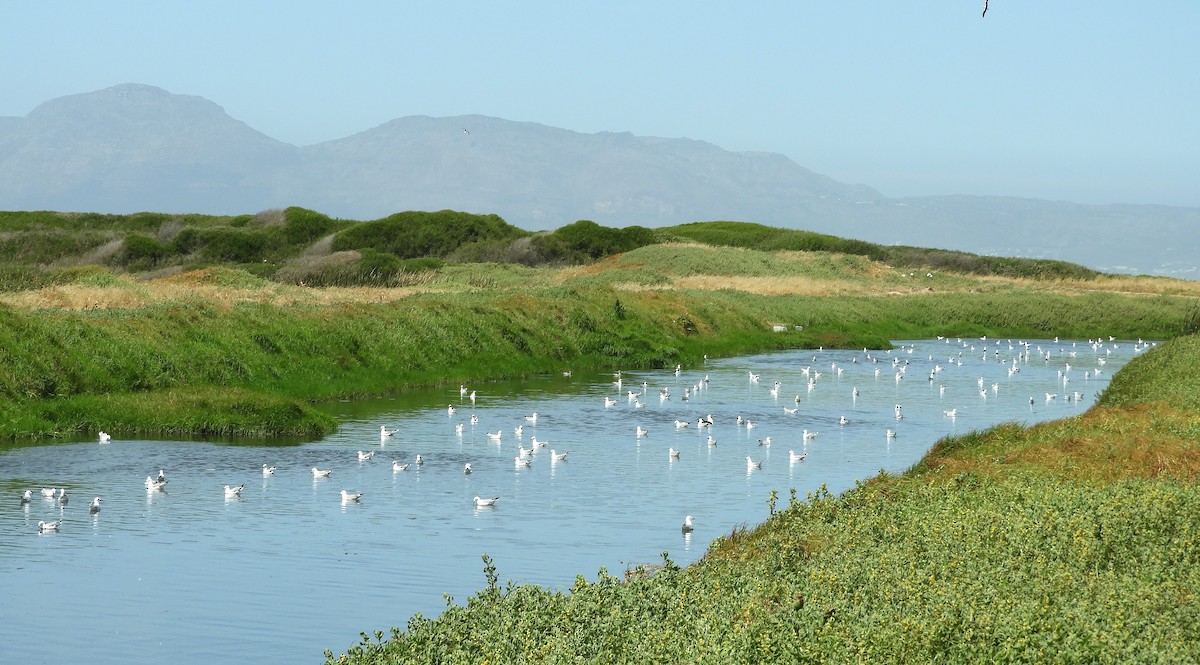 Hartlaub's Gull - ML645252194