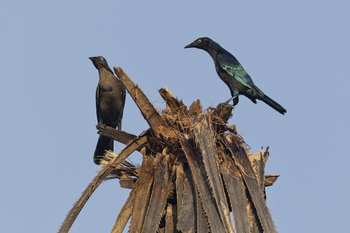 Splendid Starling - ML645252195