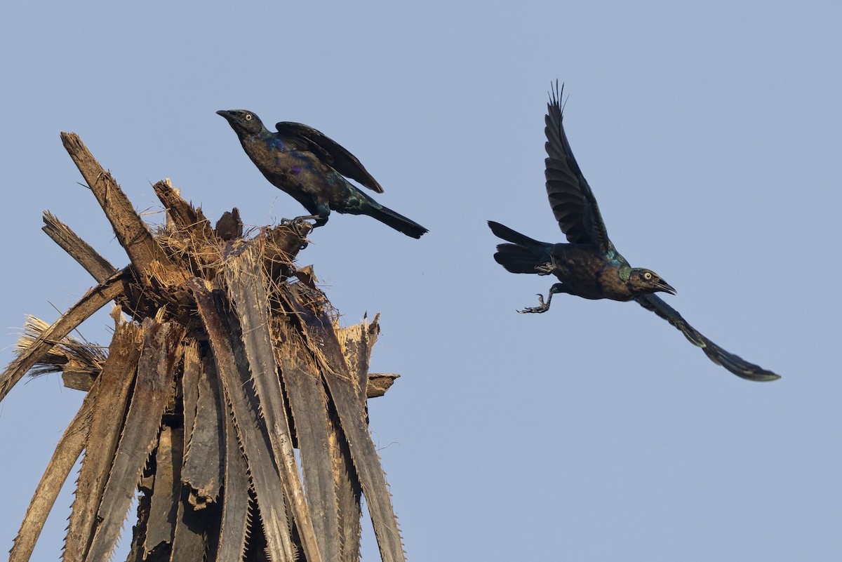Splendid Starling - ML645252196
